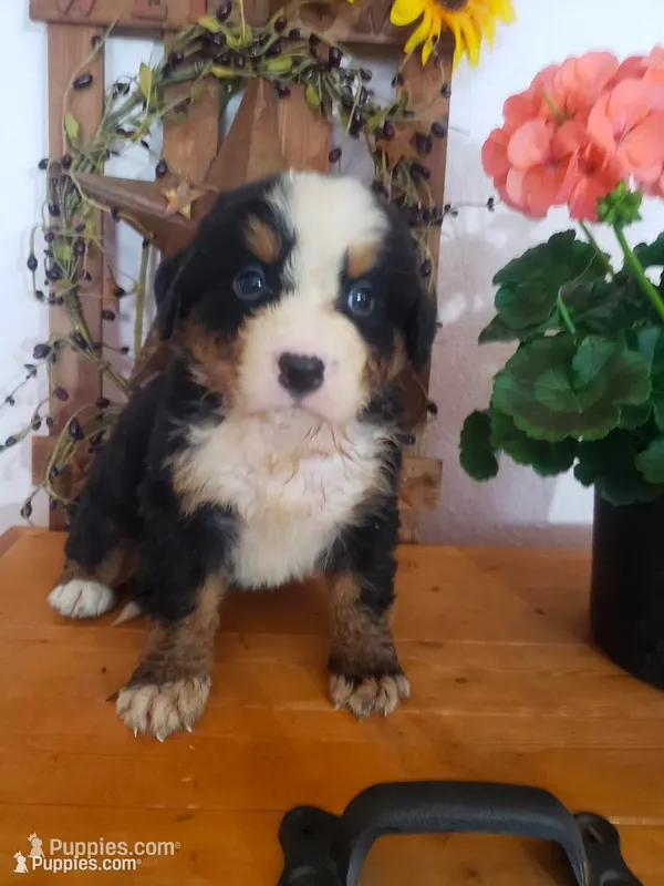 Emily – Bernese Mountain Dog puppy for sale in New Haven, IN