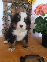 Emily, a female Bernese Mountain Dog for sale in New Haven, IN – 2 of 10