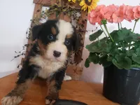 Emily, a female Bernese Mountain Dog for sale in New Haven, IN – 5 of 10