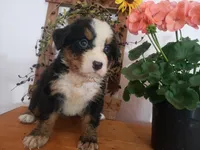 Emily, a female Bernese Mountain Dog for sale in New Haven, IN – 4 of 10