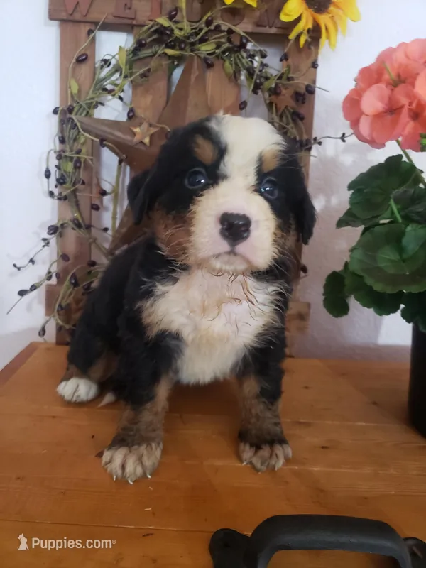 Emily – Bernese Mountain Dog puppy for sale in New Haven, IN