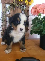 Emily, a female Bernese Mountain Dog for sale in New Haven, IN – 10 of 10
