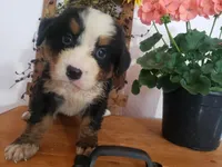 Emily, a female Bernese Mountain Dog for sale in New Haven, IN – 8 of 10