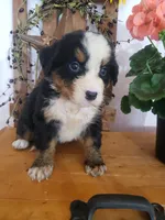 Emily, a female Bernese Mountain Dog for sale in New Haven, IN – 6 of 10