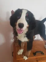 Hannah , a female Bernese Mountain Dog for sale in New Haven, IN – 6 of 10