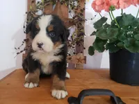 Lena, a female Bernese Mountain Dog for sale in New Haven, IN – 5 of 8