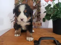 Lena, a female Bernese Mountain Dog for sale in New Haven, IN – 6 of 8