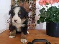 Lena, a female Bernese Mountain Dog for sale in New Haven, IN – 8 of 8