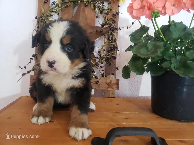 Lena, a female Bernese Mountain Dog for sale in New Haven, IN – 1 of 8