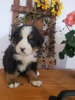Lena, a female Bernese Mountain Dog for sale in New Haven, IN – 7 of 8