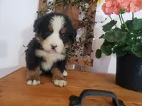 Lena, a female Bernese Mountain Dog for sale in New Haven, IN – 3 of 8