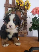 Lena, a female Bernese Mountain Dog for sale in New Haven, IN – 2 of 8