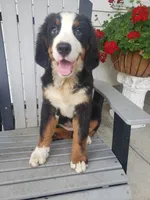 Hannah , a female Bernese Mountain Dog for sale in New Haven, IN – 9 of 10