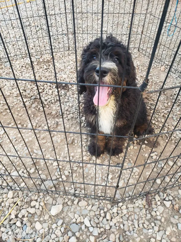 Bear – Bernedoodle puppy for sale in New Haven, IN