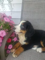 Maddie , a female Bernese Mountain Dog for sale in New Haven, IN – 6 of 9