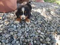Lilly , a female Bernese Mountain Dog for sale in New Haven, IN – 9 of 10