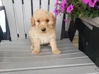 Cooper, a male Miniature Goldendoodle for sale in New Haven, IN – 3 of 4