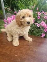 Sammy , a male Miniature Goldendoodle for sale in New Haven, IN – 3 of 9