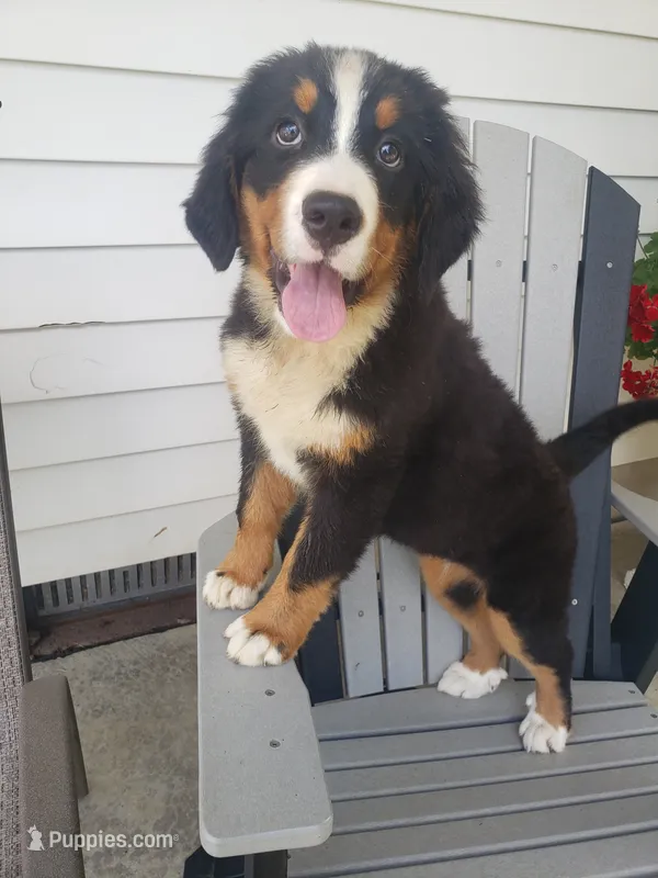 Lilly – Bernese Mountain Dog puppy for sale in New Haven, IN