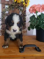 MOOSE , a male Bernese Mountain Dog for sale in New Haven, IN – 5 of 9