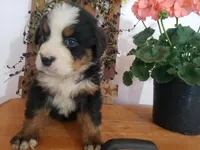 MOOSE , a male Bernese Mountain Dog for sale in New Haven, IN – 7 of 9