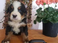 MOOSE , a male Bernese Mountain Dog for sale in New Haven, IN – 4 of 9
