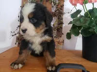 MOOSE , a male Bernese Mountain Dog for sale in New Haven, IN – 3 of 9