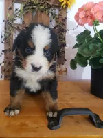 MOOSE , a male Bernese Mountain Dog for sale in New Haven, IN – 9 of 9