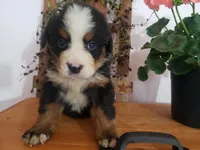 MOOSE , a male Bernese Mountain Dog for sale in New Haven, IN – 2 of 9