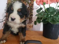 MOOSE , a male Bernese Mountain Dog for sale in New Haven, IN – 8 of 9