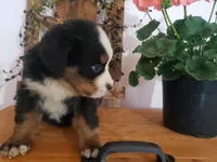 MOOSE , a male Bernese Mountain Dog for sale in New Haven, IN – 6 of 9
