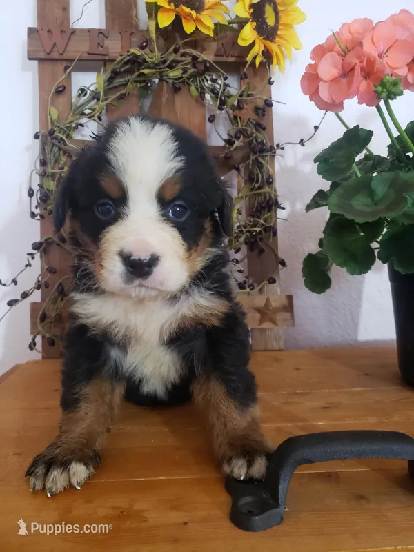 MOOSE  – Bernese Mountain Dog puppy for sale in New Haven, IN
