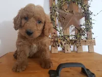 Teddy , a male Miniature Goldendoodle for sale in New Haven, IN – 4 of 5