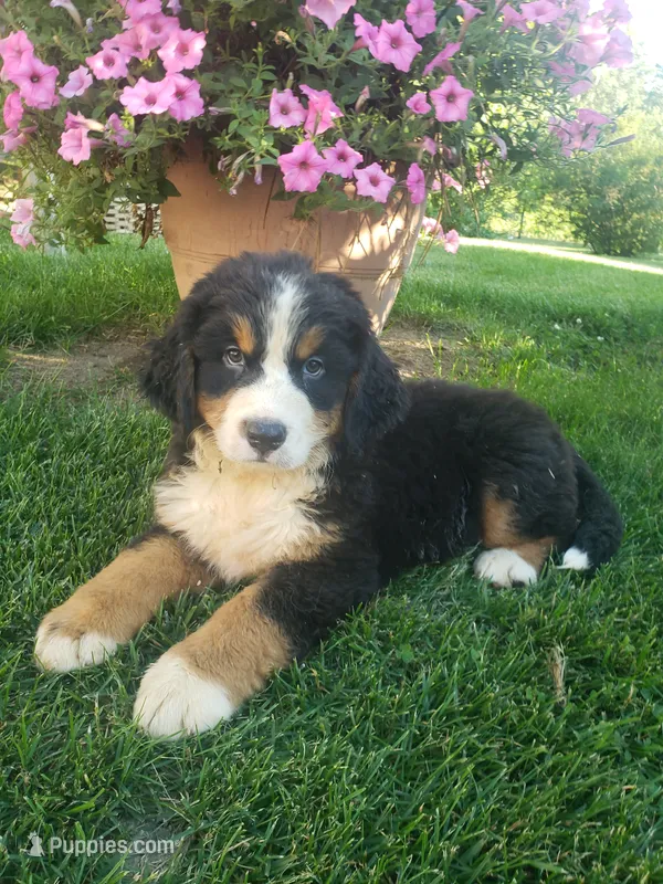 Rocky  – Bernese Mountain Dog puppy for sale in New Haven, IN