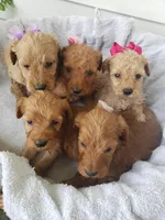 Molly Missy Hannah Britney, a female Miniature Goldendoodle for sale in New Haven, IN – Photo 1 of 3