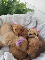Molly Missy Hannah Britney, a female Miniature Goldendoodle for sale in New Haven, IN – Photo 3 of 3