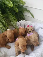 Molly Missy Hannah Britney, a female Miniature Goldendoodle for sale in New Haven, IN – Photo 2 of 3