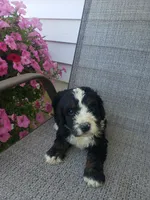 Roscoe , a male Bernedoodle for sale in New Haven, IN – 2 of 8