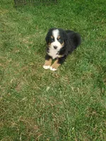  Bear, a male Bernese Mountain Dog for sale in New Haven, IN – 5 of 6