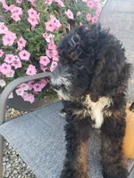Bear, a male Bernedoodle for sale in New Haven, IN – 8 of 9