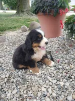 Rocky , a male Bernese Mountain Dog for sale in New Haven, IN – 5 of 6