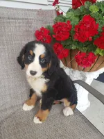 Emily, a female Bernese Mountain Dog for sale in New Haven, IN – 6 of 7