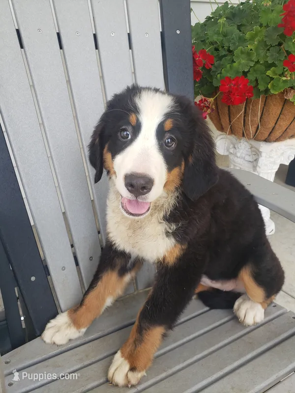 Daisy  – Bernese Mountain Dog puppy for sale in New Haven, IN