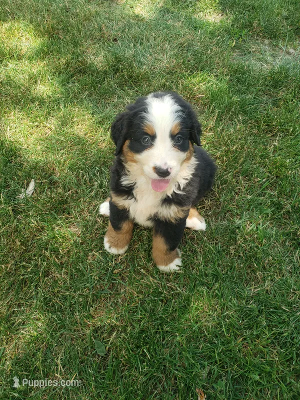 Emma  – Bernese Mountain Dog puppy for sale in New Haven, IN