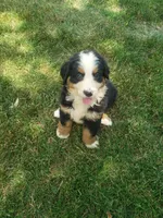 Emma , a female Bernese Mountain Dog for sale in New Haven, IN – 1 of 7