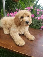 Sammy , a male Miniature Goldendoodle for sale in New Haven, IN – 6 of 9