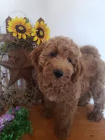 Noah, a male Miniature Goldendoodle for sale in New Haven, IN – 9 of 10