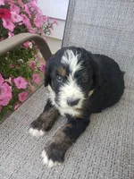 MOOSE , a male Bernedoodle for sale in New Haven, IN – 5 of 10