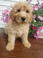 Sammy , a male Miniature Goldendoodle for sale in New Haven, IN – 8 of 9