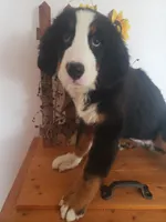 Hannah , a female Bernese Mountain Dog for sale in New Haven, IN – 4 of 10